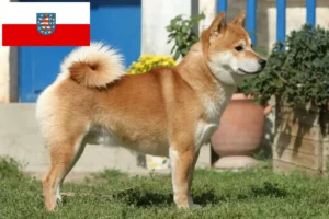 Read more about the article Criadores de Shiba e cachorros em Thuringia