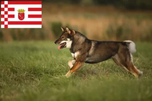 Read more about the article Criadores de Shikoku e cachorros em Bremen