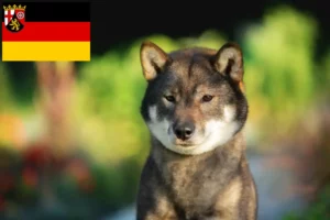 Read more about the article Criadores de Shikoku e cachorros em Renânia-Palatinado