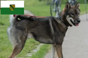 Read more about the article Criadores de Shikoku e cachorros na Saxónia