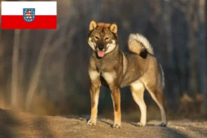Read more about the article Criadores de Shikoku e cachorros em Thuringia