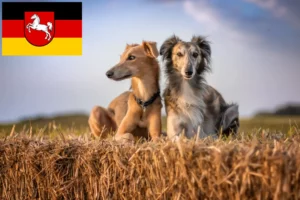 Read more about the article Silken Windsprite criadores e cachorros na Baixa Saxónia