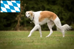 Read more about the article Silken Windsprite criadores e cachorros na Baviera