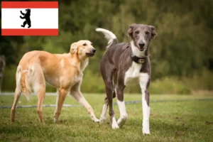 Read more about the article Silken Windsprite criadores e cachorros em Berlim
