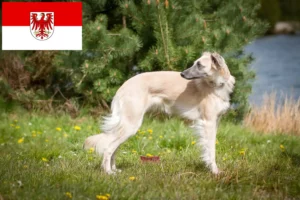 Read more about the article Silken Windsprite criadores e cachorros em Brandenburg