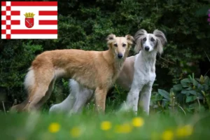 Read more about the article Silken Windsprite criadores e cachorros em Bremen