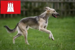 Read more about the article Silken Windsprite criadores e cachorros em Hamburgo