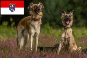 Read more about the article Silken Windsprite criadores e cachorros em Hessen