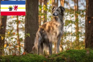 Read more about the article Silken Windsprite criadores e cachorros em Mecklenburg-Vorpommern