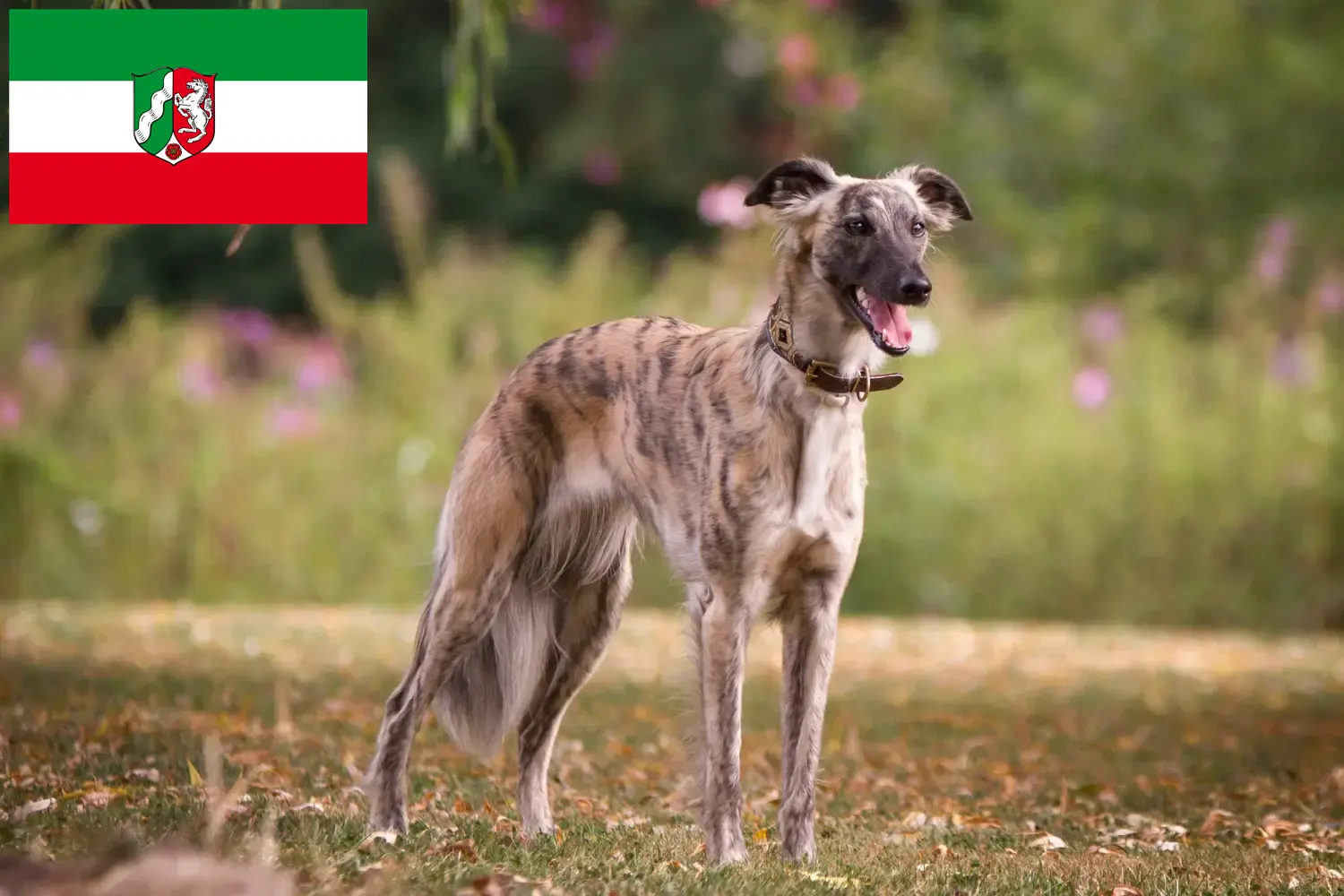 Read more about the article Silken Windsprite criadores e cachorros na Renânia do Norte-Vestefália