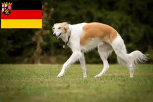 Read more about the article Silken Windsprite criadores e cachorros em Rhineland-Palatinate