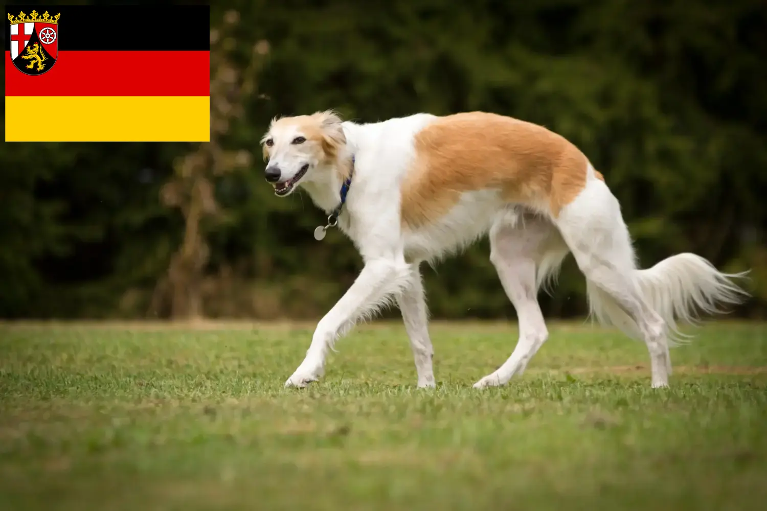 Read more about the article Silken Windsprite criadores e cachorros em Rhineland-Palatinate