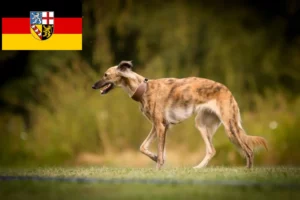 Read more about the article Silken Windsprite criadores e cachorros em Saarland