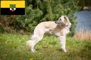 Read more about the article Silken Windsprite criadores e cachorros em Saxónia-Anhalt