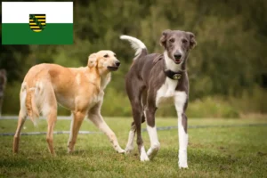 Read more about the article Silken Windsprite criadores e cachorros em Saxónia