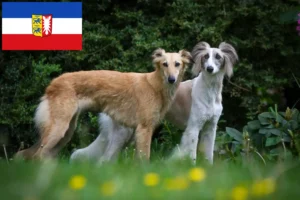Read more about the article Silken Windsprite criadores e cachorros em Schleswig-Holstein