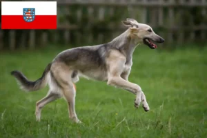 Read more about the article Silken Windsprite criadores e cachorros em Thuringia