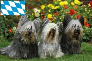 Read more about the article Criadores de Skye Terrier e cachorros em Bavaria