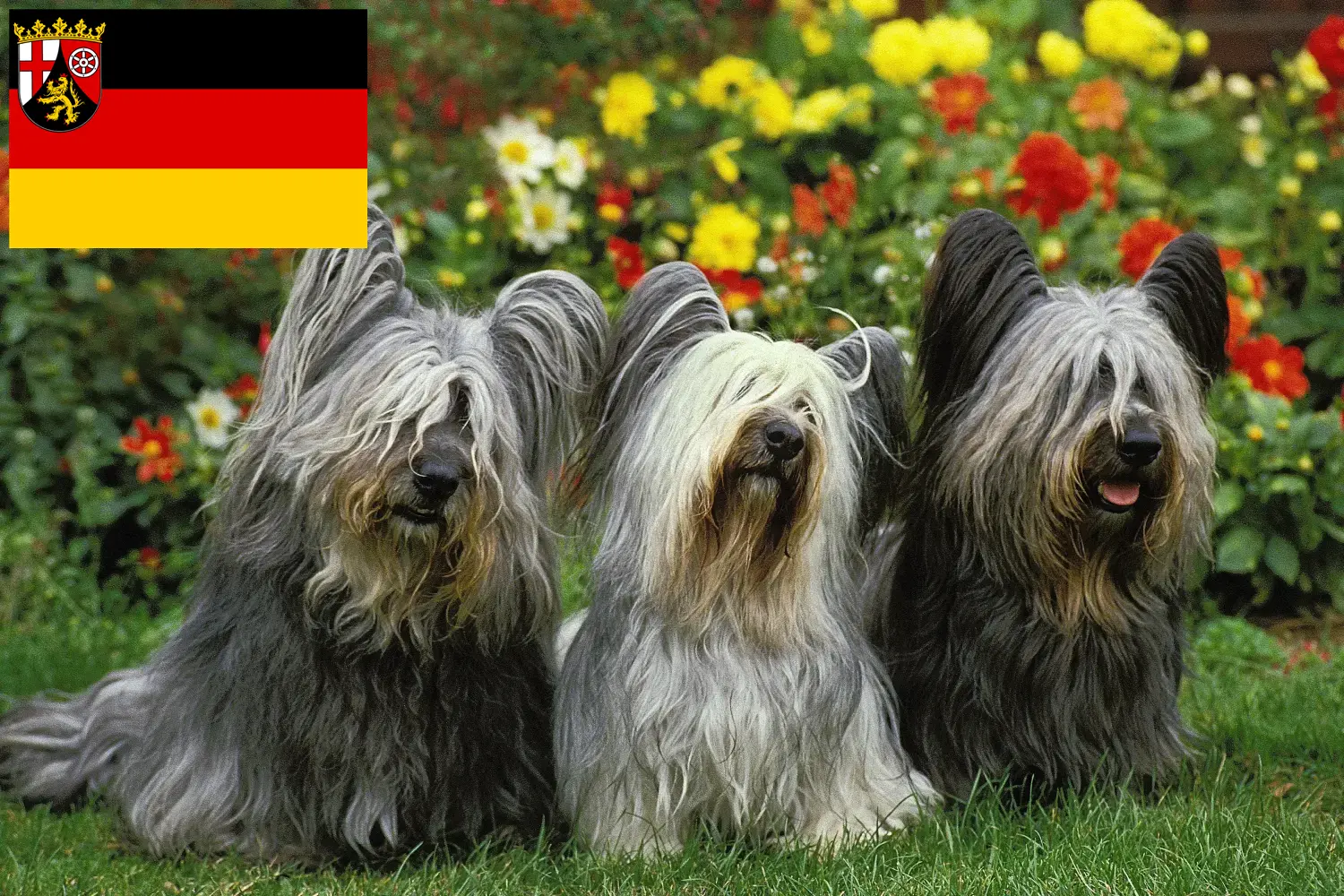 Read more about the article Criadores de Skye Terrier e cachorros em Renânia-Palatinado