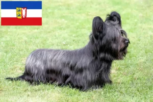 Read more about the article Criadores de Skye Terrier e cachorros em Schleswig-Holstein