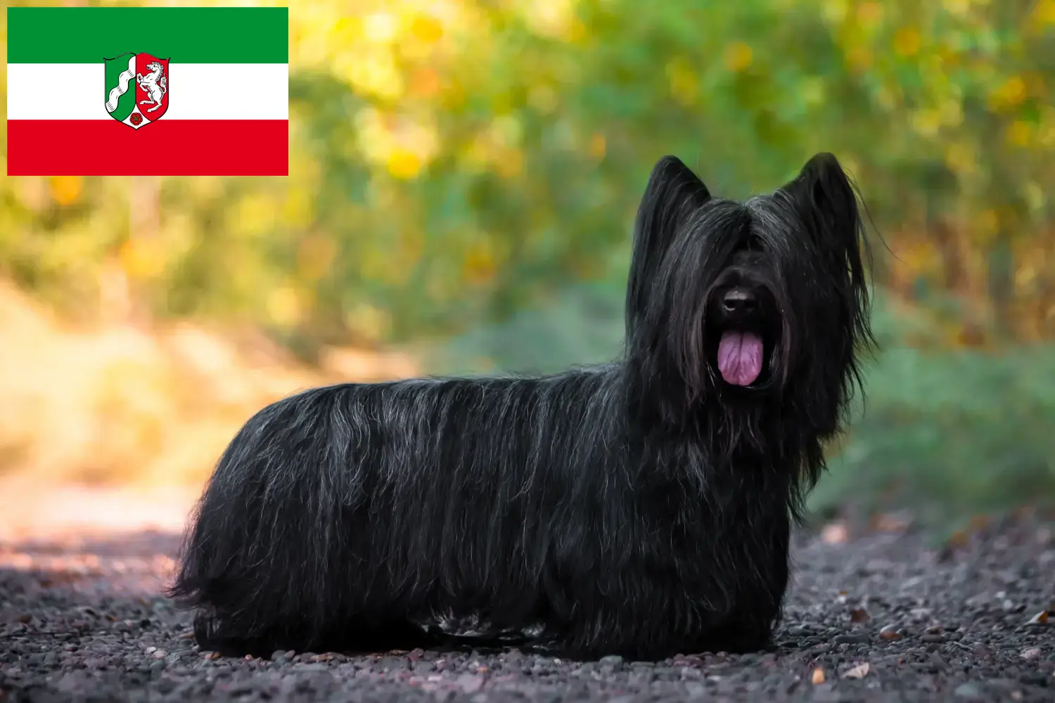 Read more about the article Criadores de Skye Terrier e cachorros em Renânia do Norte-Vestefália