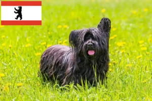 Read more about the article Criadores de Skye Terrier e cachorros em Berlim