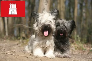 Read more about the article Criadores de Skye Terrier e cachorros em Hamburgo