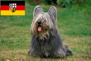 Read more about the article Criadores de Skye Terrier e cachorros em Saarland