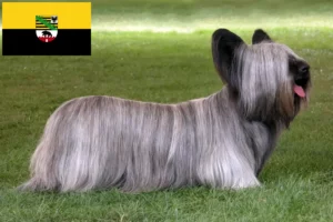 Read more about the article Criadores de Skye Terrier e cachorros em Saxónia-Anhalt