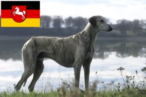 Read more about the article Criadores de Sloughi e cachorros na Baixa Saxónia