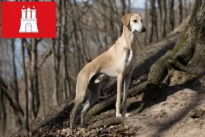 Read more about the article Criadores de Sloughi e cachorros em Hamburgo