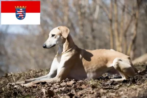 Read more about the article Criadores de Sloughi e cachorros em Hessen