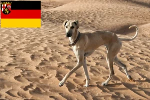 Read more about the article Criadores de Sloughi e cachorros na Renânia-Palatinado