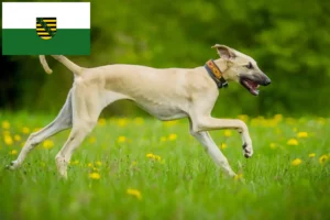 Read more about the article Criadores de Sloughi e cachorros na Saxónia