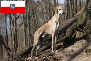 Read more about the article Criadores de Sloughi e cachorros em Thuringia