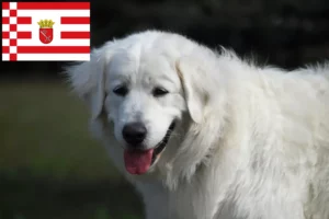 Read more about the article Slovensky Cuvac criadores e cachorros em Bremen