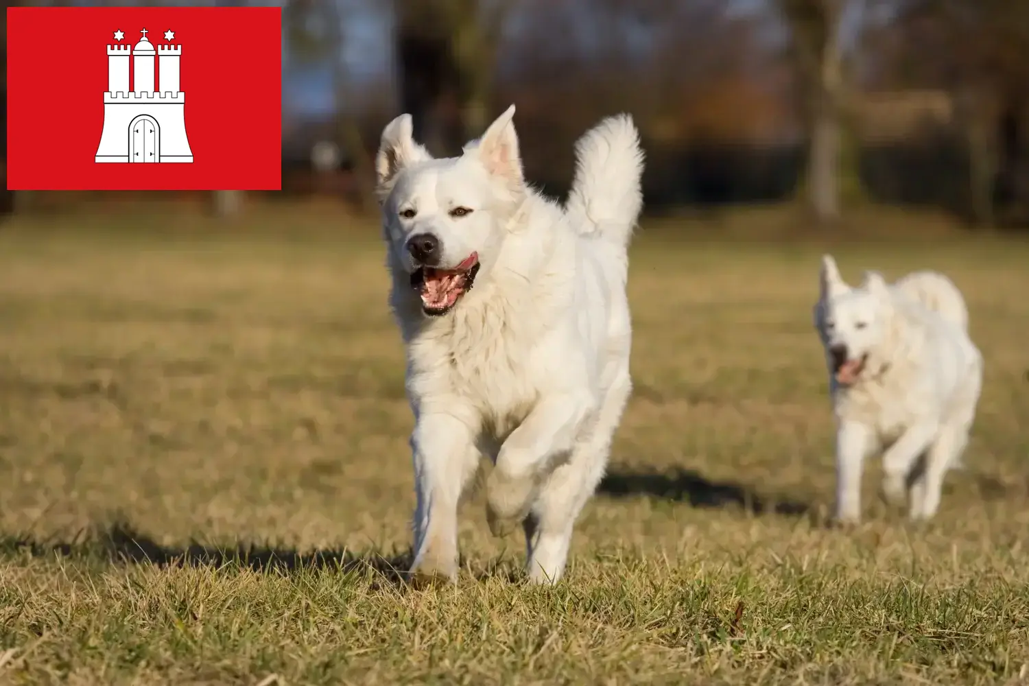 Slovensky Cuvac cachorros e criadores Hamburgo Encontre aqui criadores de Slovensky Cuvacs em Hamburgo.