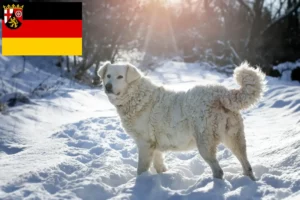 Read more about the article Slovensky Cuvac criadores e cachorros na Renânia-Palatinado