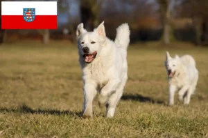 Read more about the article Slovensky Cuvac criadores e cachorros na Turíngia