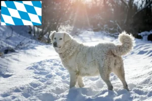 Read more about the article Slovensky Cuvac criadores e cachorros na Baviera