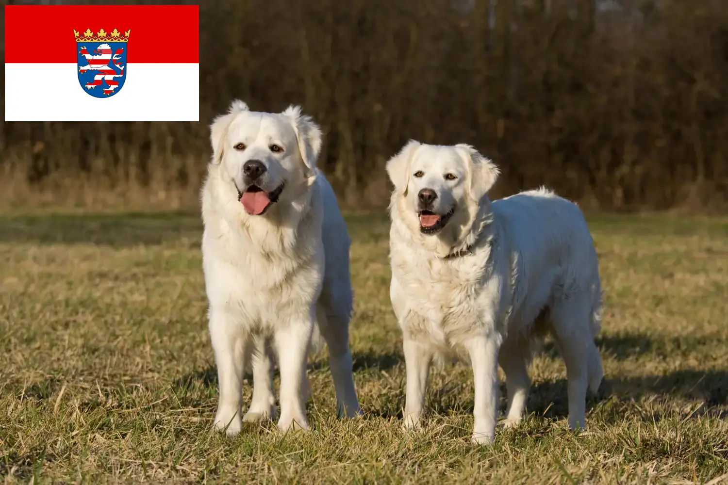 Slovensky Cuvac cachorros e criadores Hessen Aqui pode encontrar criadores de Slovensky Cuvacs em Hessen.