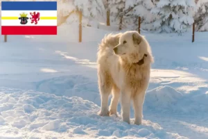 Read more about the article Slovensky Cuvac criadores e cachorros em Mecklenburg-Vorpommern