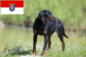 Read more about the article Criadores de Slovenský kopov e cachorros em Hessen