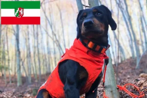 Read more about the article Criadores de Slovenský kopov e cachorros na Renânia do Norte-Vestefália