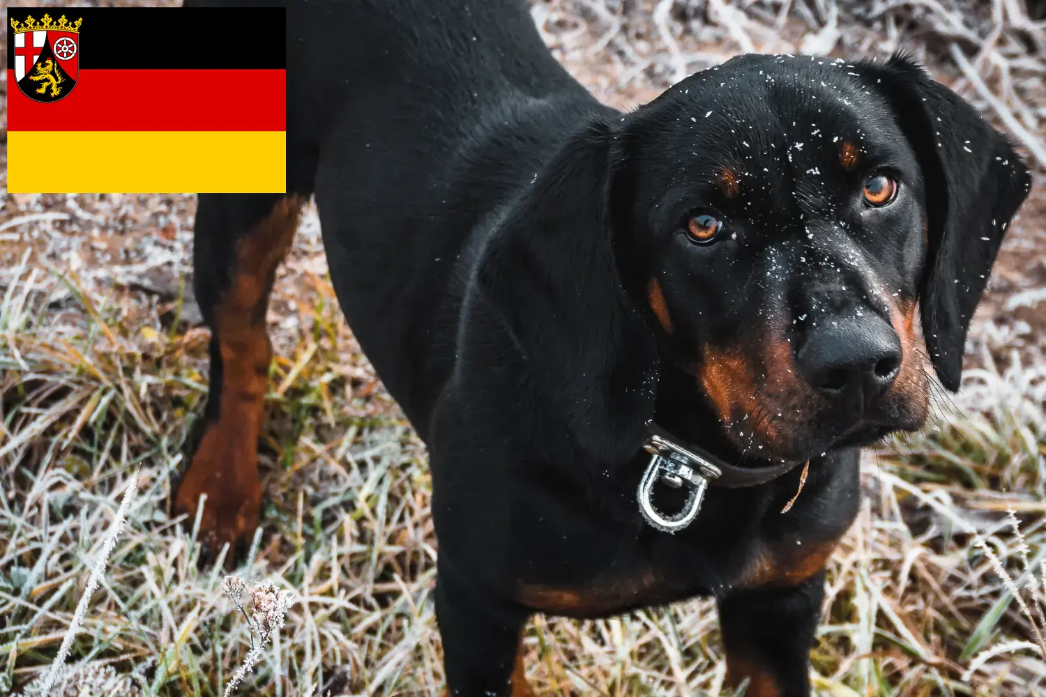Slovenský kopov cachorros e criadores Renânia-Palatinado Aqui pode encontrar criadores de Slovenský kopovs em Rheinland-Pfalz.