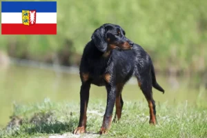 Read more about the article Criadores de Slovenský kopov e cachorros em Schleswig-Holstein