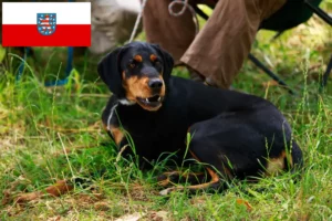 Read more about the article Criadores de Slovenský kopov e cachorros na Turíngia