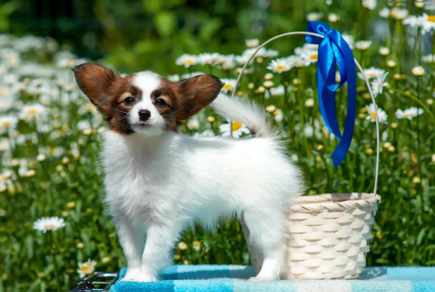 Comprar um cachorro Spaniel Miniatura Continental significa assumir a responsabilidade! Comprar cachorros Spaniel Miniatura Continental.