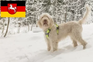 Read more about the article Criadores de Spinone Italiano e cachorros na Baixa Saxónia