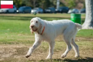 Read more about the article Spinone Italiano criadores e cachorros na Polónia